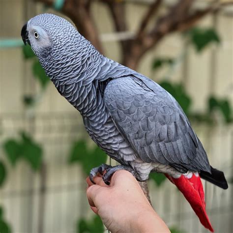 congo african grey parrot for sale